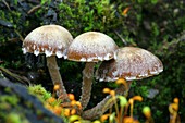 Psathyrella mushrooms after forest fire