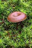 Myxomphalia mushroom after forest fire