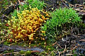 Mosses after forest fire