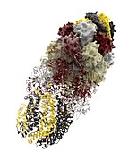 Proteasome,molecular model