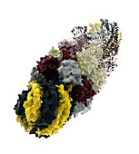 Proteasome,molecular model