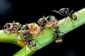 Treehoppers and ants