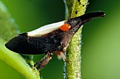 Treehopper and louse