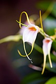Orchid (Masdevallia)