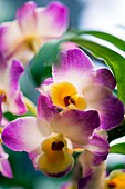 Orchid (Dendrobium)