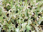Lichen (Cetraria islandica)