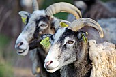 Sheep from Gotland,Sweden