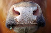 Cow muzzle