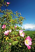 Dog Rose (Rosa canina)