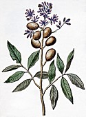 Guarana plant (Paullina cupana),artwork