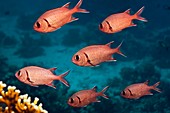 Crimson soldierfish