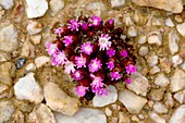 Dwarf Pebble Flower (Oophytum nanum)