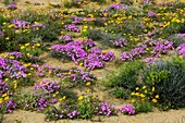 Wildflowers in the Namaqualand desert