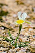 Moraea serpentina