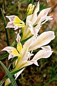 Wild Gladiolus (Gladiolus orchidiformis)