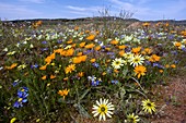 Wildflowers in South Africa