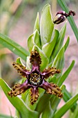 Ferraria crispa