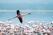 Lesser flamingo in flight