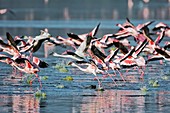 Lesser flamingos taking off