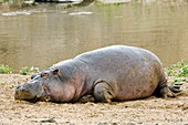 Hippopotamus laying on a riverbank