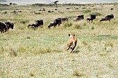 African lioness chasing wildebeest