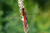 Ruddy darter dragonfly