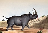 Black rhinoceros,artwork