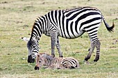 Plains zebras