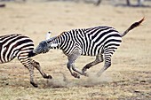 Plains zebras