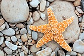 Starfish on a beach