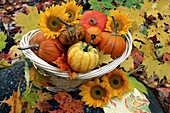 Harvested pumpkins and sunflowers