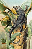 Black iguana,artwork