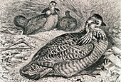 Prairie hen,19th century artwork