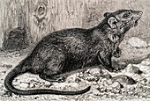 Black rat,19th century artwork
