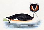 Great crested grebe,19th century artwork