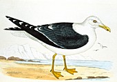 Lesser black-backed gull,1866 artwork