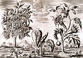 Medicinal plants,17th century artwork