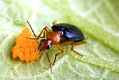 Carabid beetle feeding