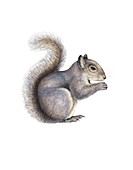 Eastern grey squirrel,artwork
