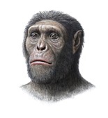 Australopithecus sediba head