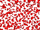 Red blood cells,computer artwork