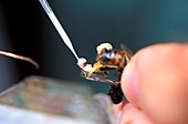 Selective breeding of honey bees