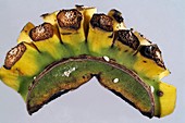 Diseased bananas