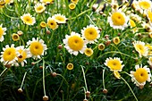Marguerite (Chrysanthemum 'Crazy Daisy')