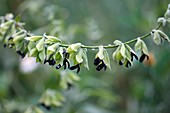 Sage (Salvia discolor)