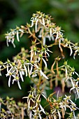 Saxifrage (Saxifraga cortusifolia)