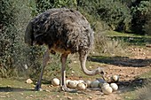 Ostrich with eggs