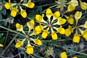 Horseshoe vetch (Hippocrepis comosa)