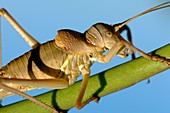 Saddle-backed bush cricket