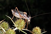 Saddle-backed bush cricket